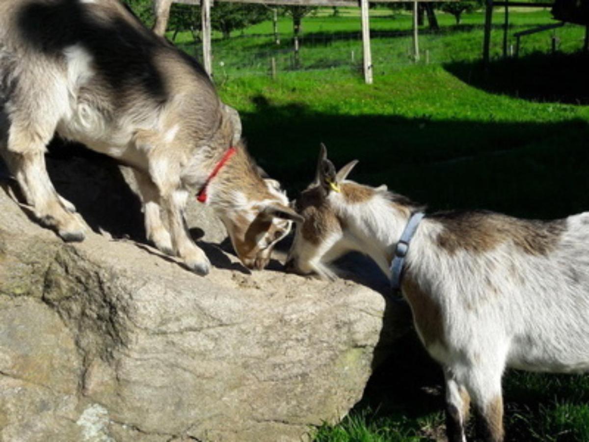 Ferienwohnungen Maierhof Oberried Oberried  Zewnętrze zdjęcie